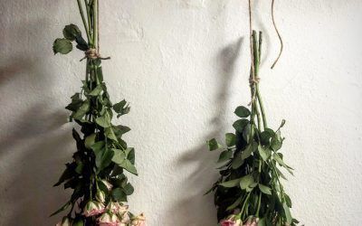 UN MUNDO REPLETO DE FLORES