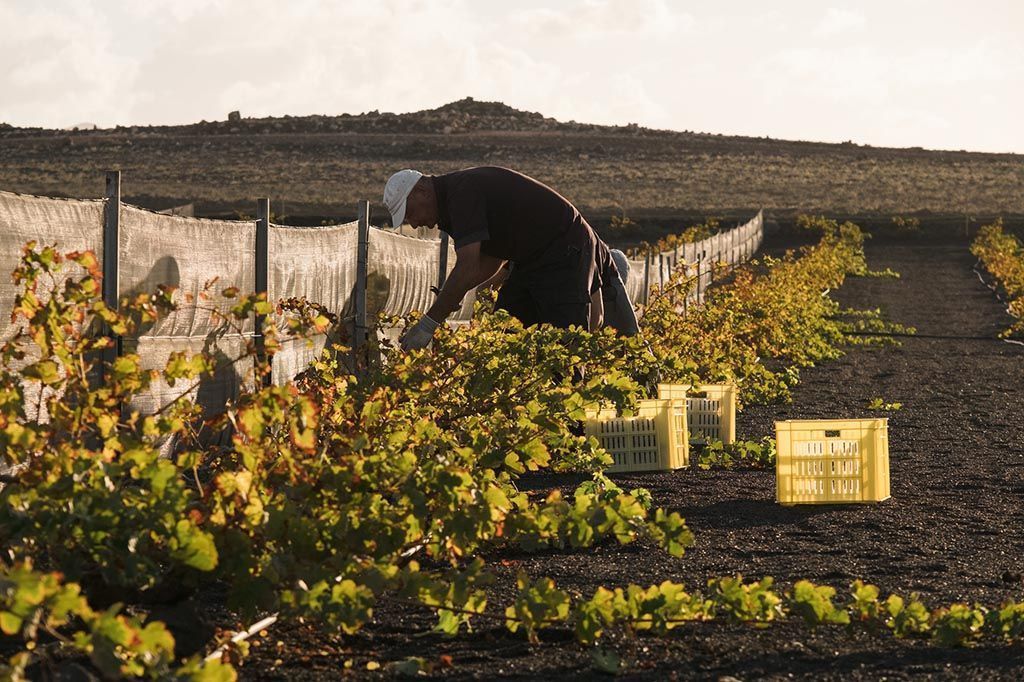 El grifo. Vendimia de invierno