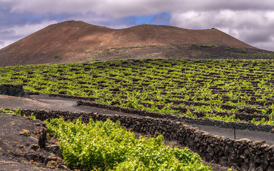 BODEGAS EL GRIFO, PREMIO TURISMO A LA EXCELENCIA TURÍSTICA